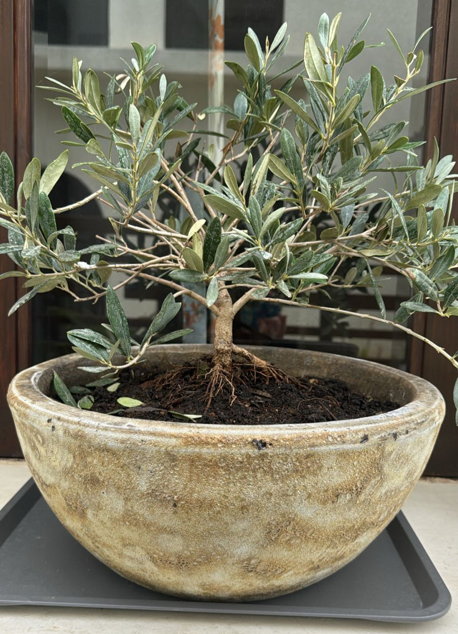 Olive Tree - Bonsai