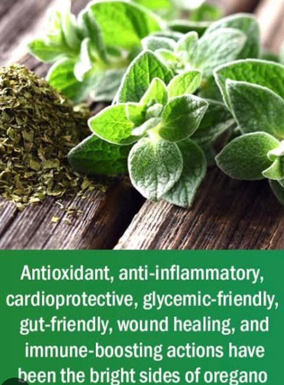 Oregano