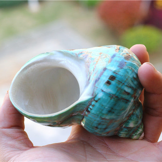 Conch shell 1