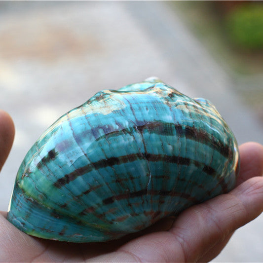 Natural Big Sea Conch Shell