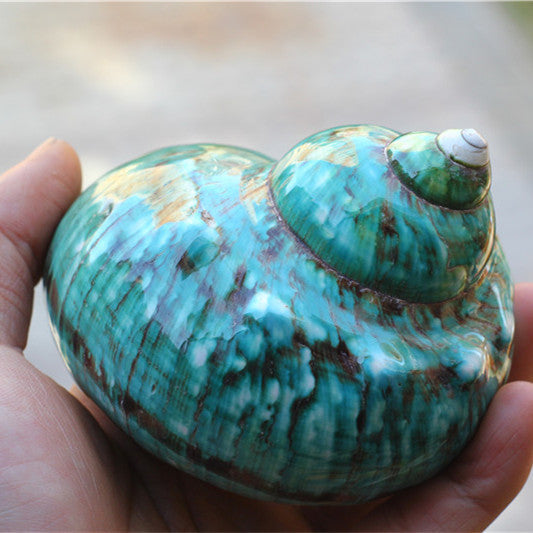 Natural Big Sea Conch Shell