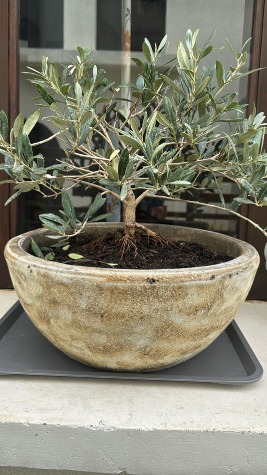 Olive Tree - Bonsai