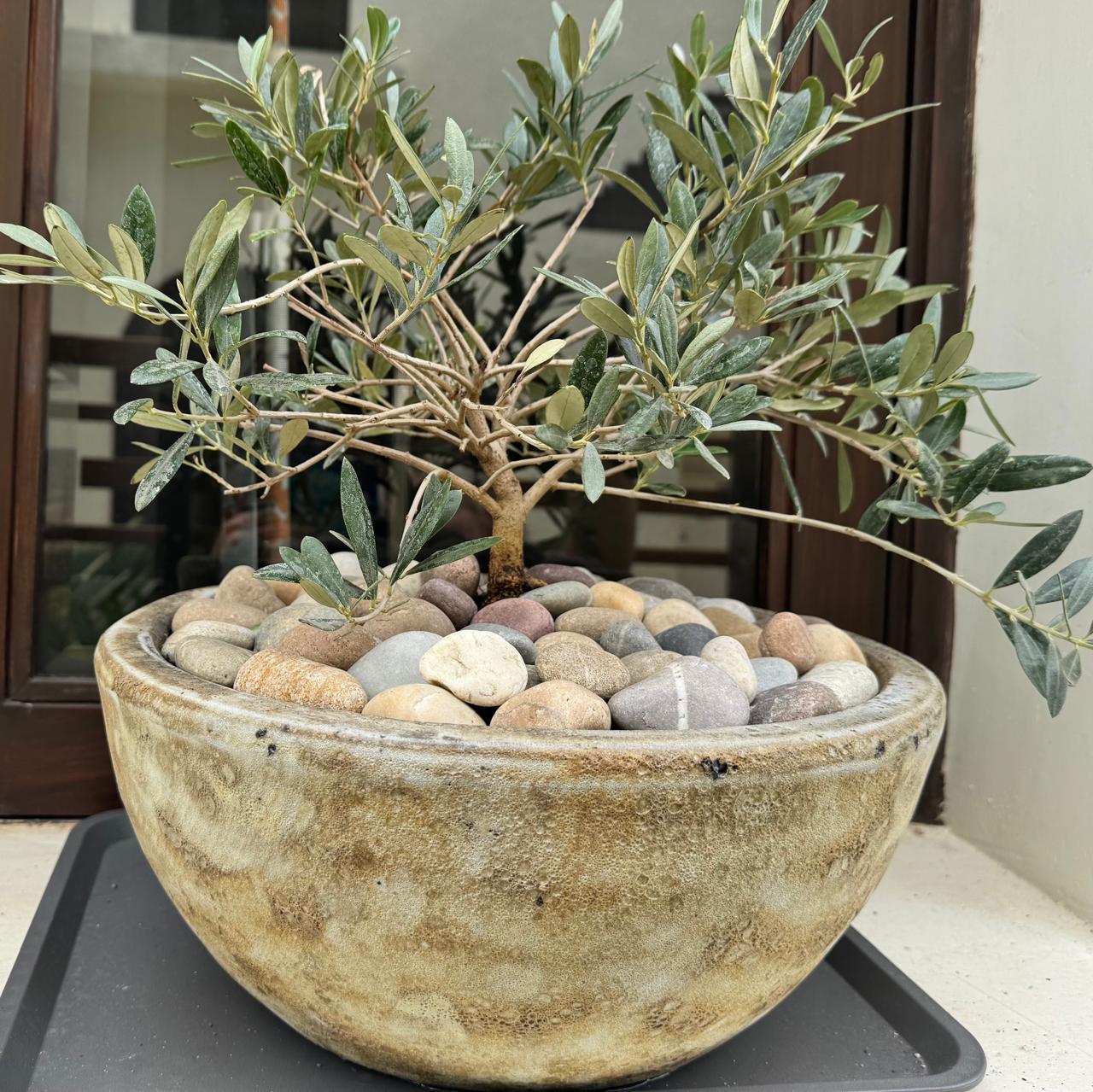 Olive Tree - Bonsai